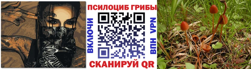 Галлюциногенные грибы Psilocybe  Тверь 